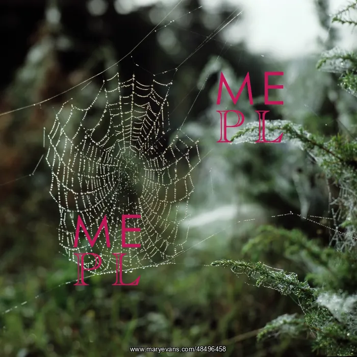 : Spider web, 1981 : Spider web, 1981