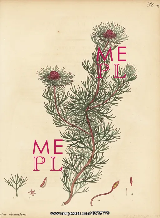 : Spiderhead, Serruria nivenii : Spiderhead, Serruria nivenii