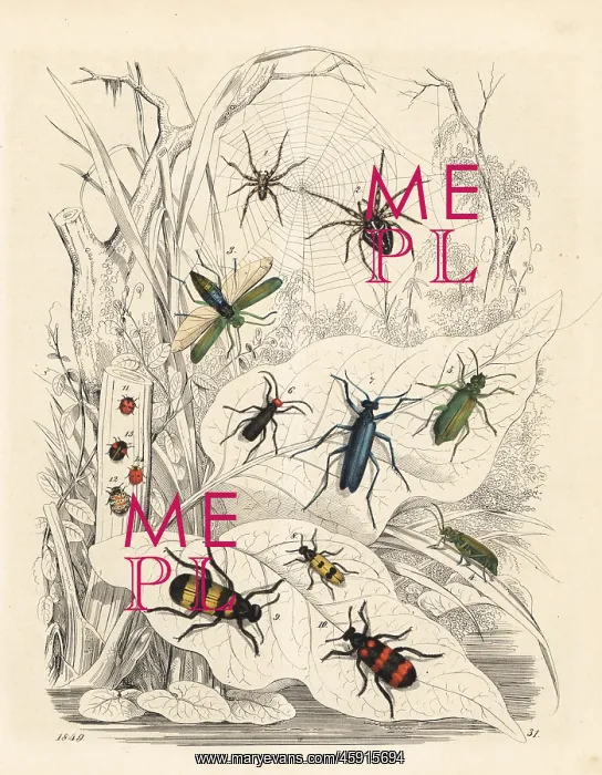 : Spiders, blister beetles and ladybirds : Spiders, blister beetles and ladybirds