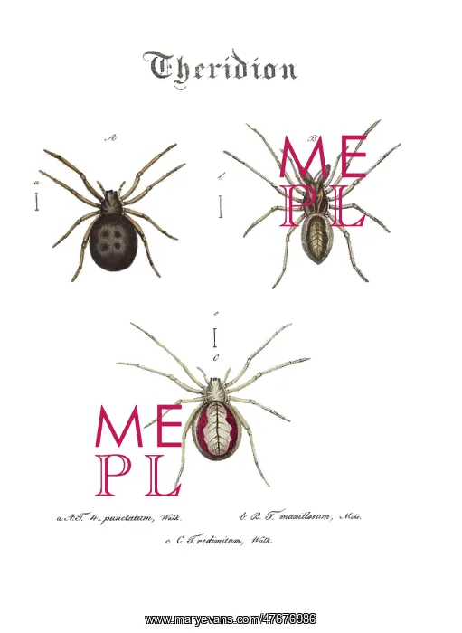 : Spiders, Genus Theridion : Spiders, Genus Theridion