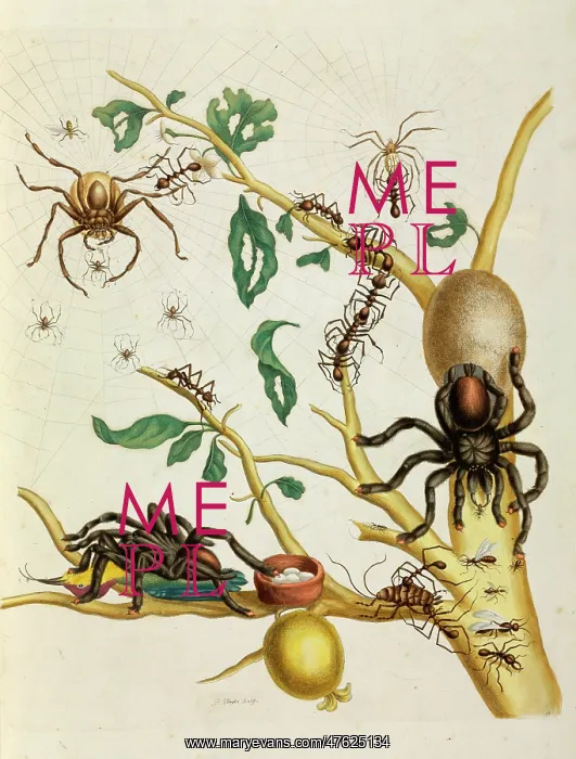: Spiders, insects and hummingbird on guava tree : Spiders, insects and hummingbird on guava tree