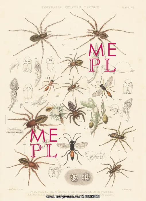 : Spiders and parasite ichneumons or spider wasps : Spiders and parasite ichneumons or spider wasps