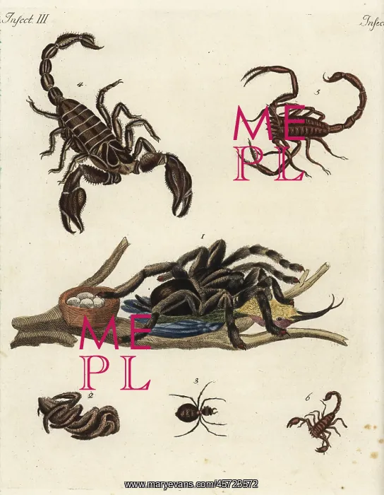 : Spiders and scorpions : Spiders and scorpions