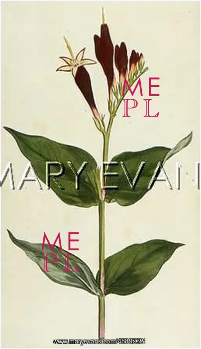  : SPIGELIA MARILANDICA