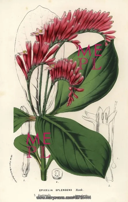 : Spigelia splendens : Spigelia splendens
