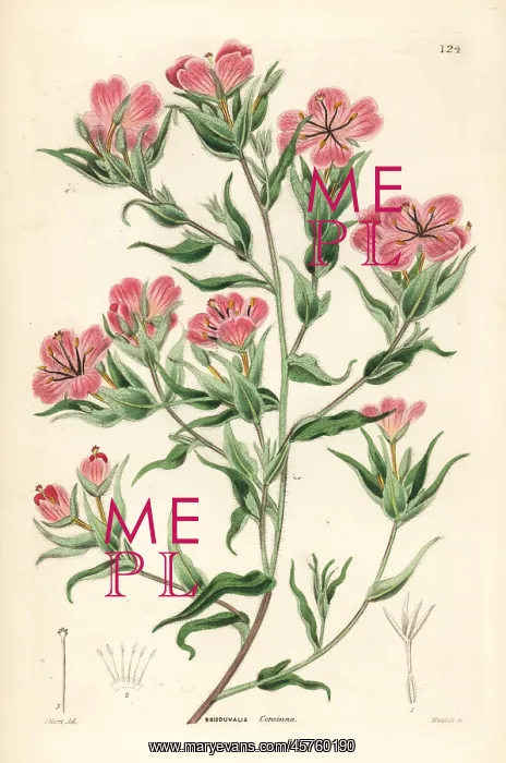 : Spike primrose, Boisduvalia subulata : Spike primrose, Boisduvalia subulata