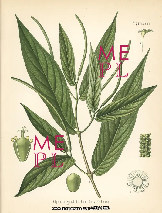 : Spiked pepper or matico, Piper aduncum : Spiked pepper or matico, Piper aduncum