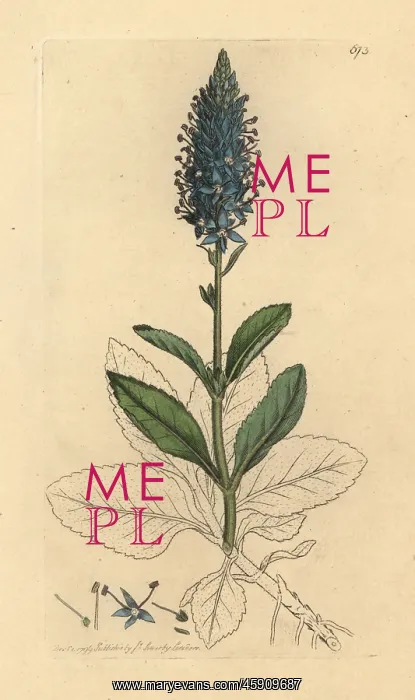 : Spiked speedwell, Veronica spicata : Spiked speedwell, Veronica spicata