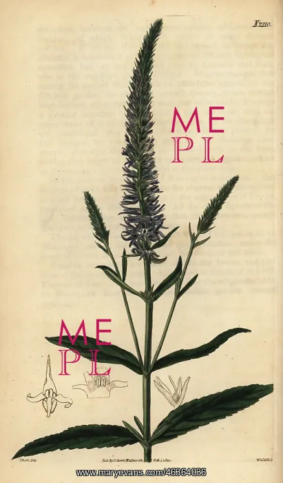 : Spiked speedwell; Veronica spicata subsp. orchidea : Spiked speedwell; Veronica spicata subsp. orchidea