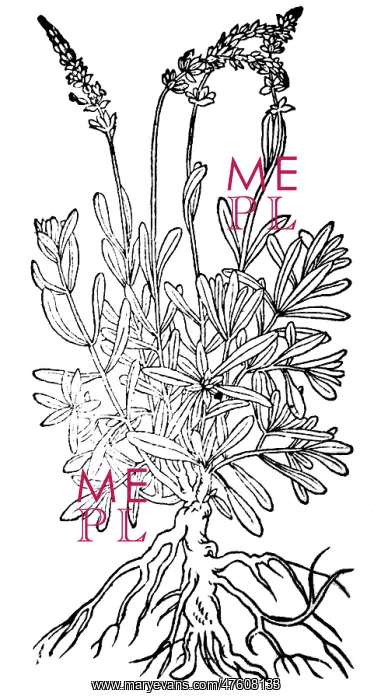: Spikenard, Alchemy Plant : Spikenard, Alchemy Plant
