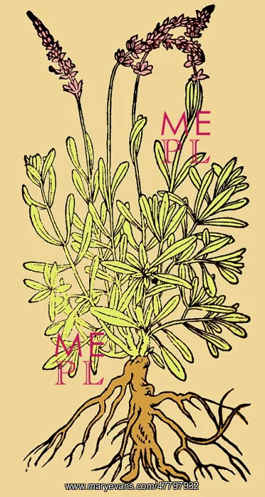 : Spikenard, Alchemy Plant : Spikenard, Alchemy Plant