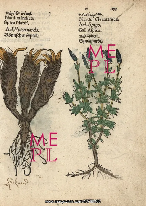 : Spikenard, Nardostachys jatamansi, and lavender : Spikenard, Nardostachys jatamansi, and lavender