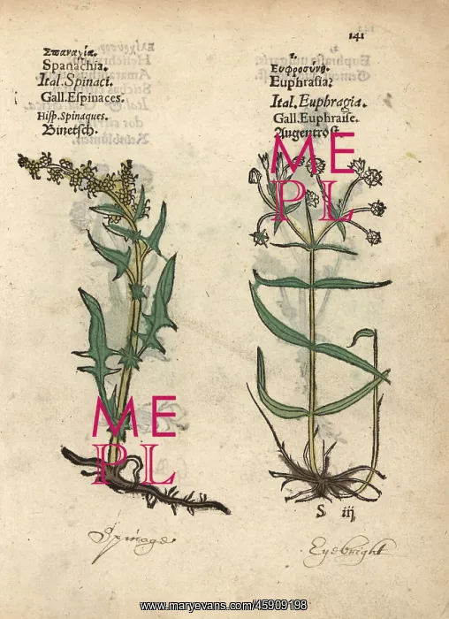 : Spinach, Spinachia oleracea, and eyebright : Spinach, Spinachia oleracea, and eyebright