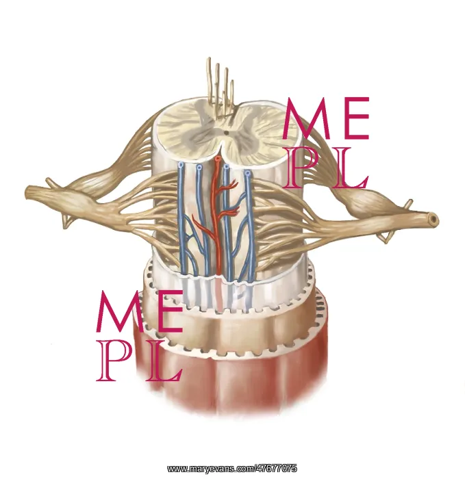 : Spinal Cord Anatomy, Illustration : Spinal Cord Anatomy, Illustration