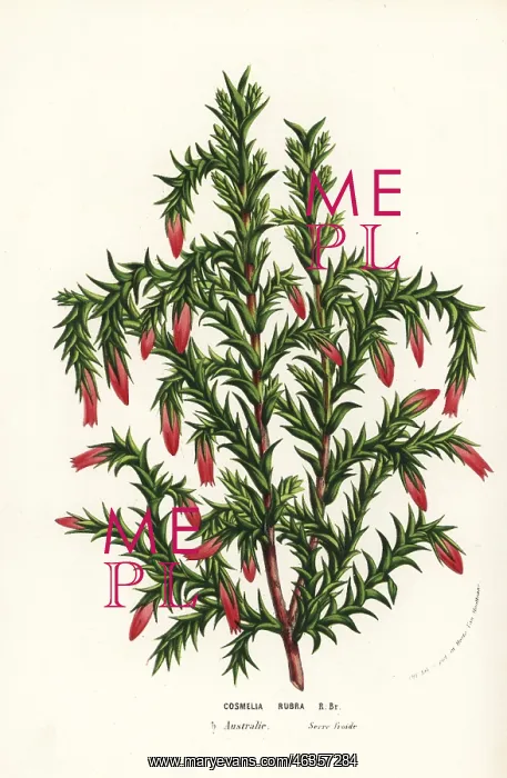 : Spindle heath, Cosmelia rubra : Spindle heath, Cosmelia rubra