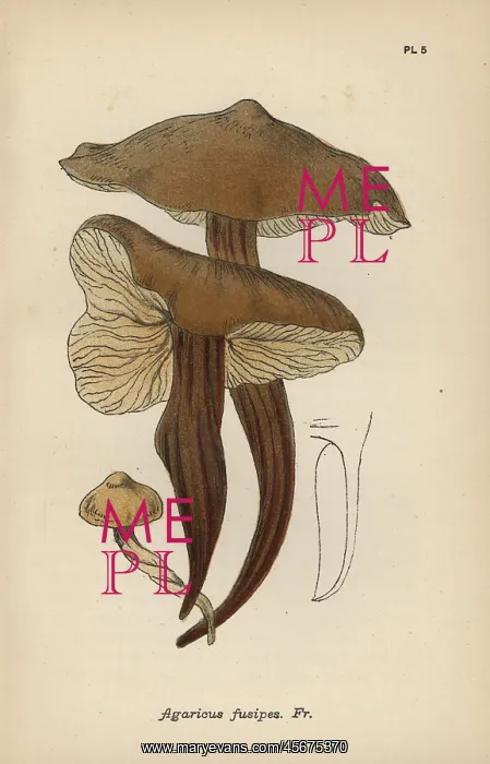 : Spindle stem, Agaricus fusipes : Spindle stem, Agaricus fusipes