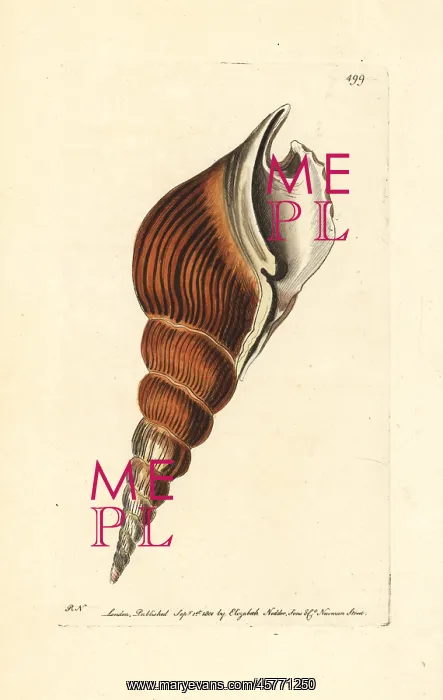  : Spindle tibia shell, Tibia fusus