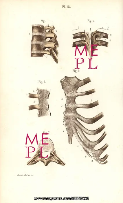 : Spine, ribs and sternum : Spine, ribs and sternum