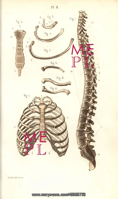 : Spine, ribs, vertebrae and sternum : Spine, ribs, vertebrae and sternum