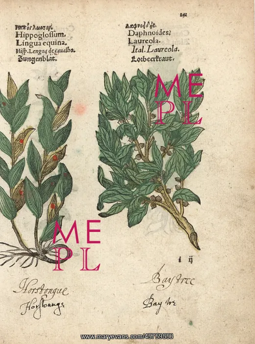 : Spineless butcher's-broom, Ruscus hypoglossum : Spineless butcher's-broom, Ruscus hypoglossum