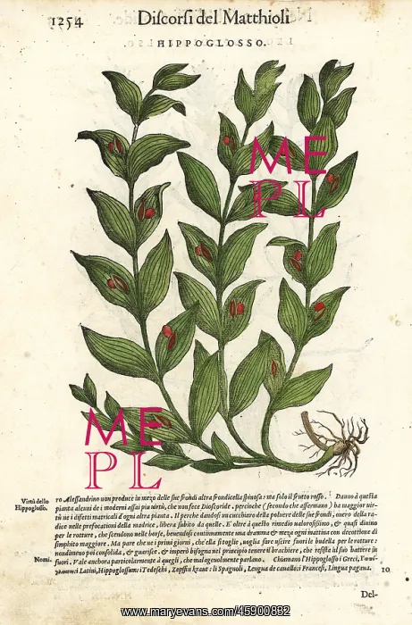: Spineless butcher's broom, Ruscus hypoglossum : Spineless butcher's broom, Ruscus hypoglossum