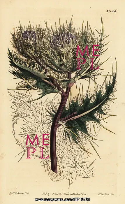 : Spiniest thistle, Cirsium spinosissimum : Spiniest thistle, Cirsium spinosissimum