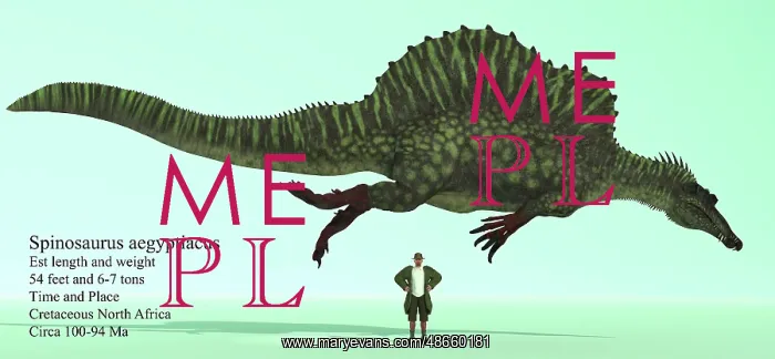 : Spinosaurus in a swimming pose compared to a human : Spinosaurus in a swimming pose compared to a human
