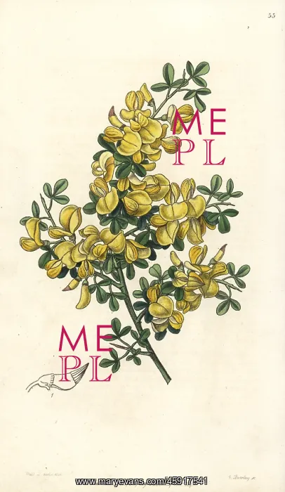 : Spiny broom, Calicotome spinosa : Spiny broom, Calicotome spinosa