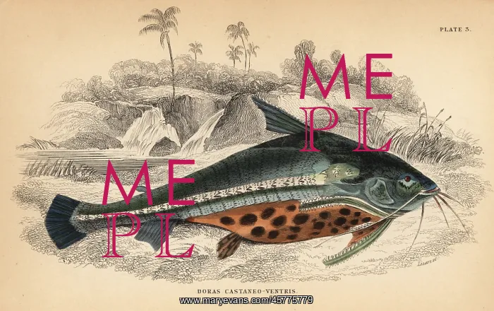 : Spiny catfish or bacu, Acanthodoras cataphractus : Spiny catfish or bacu, Acanthodoras cataphractus