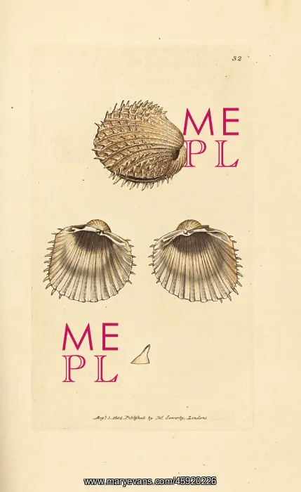 : Spiny cockle, Acanthocardia aculeata : Spiny cockle, Acanthocardia aculeata