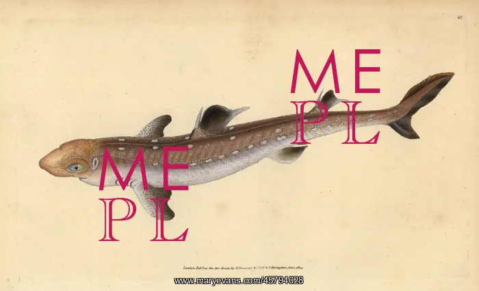 : Spiny dogfish, Squalus acanthias. Vulnerable : Spiny dogfish, Squalus acanthias. Vulnerable