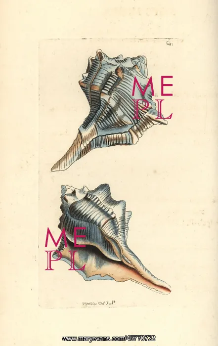 : Spiny dye-murex, Bolinus brandaris : Spiny dye-murex, Bolinus brandaris