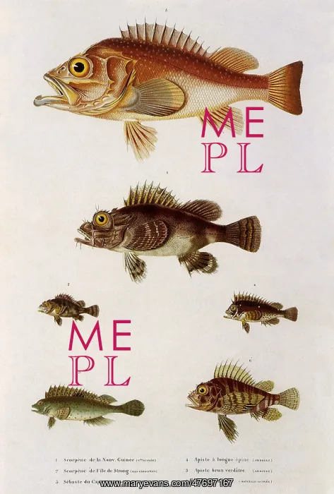  : Six Spiny Fish
