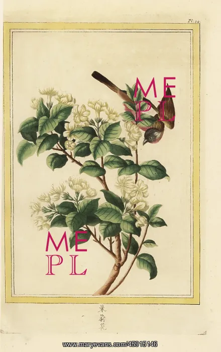 : Spiny jasmine, Lycium europaeum : Spiny jasmine, Lycium europaeum
