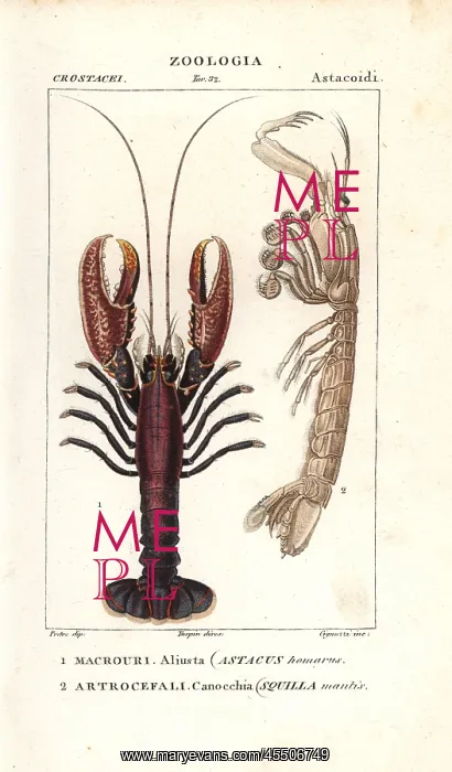 : Spiny lobster, Panulirus homarus, and mantis : Spiny lobster, Panulirus homarus, and mantis