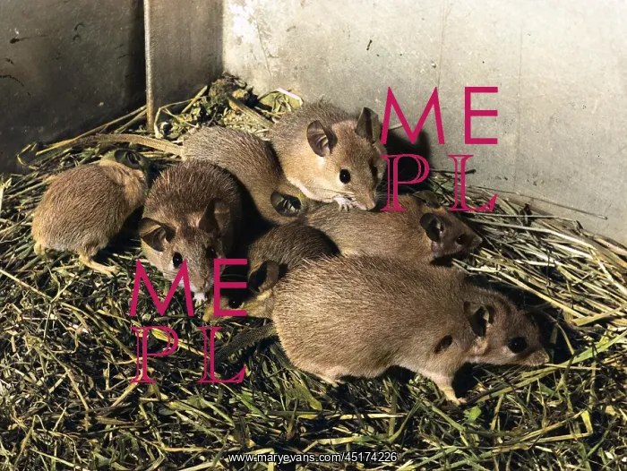  : SPINY MICE
