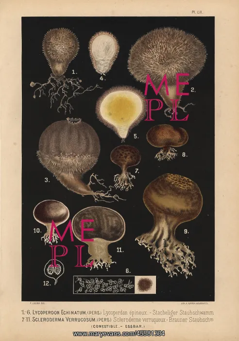 : Spiny puffball, Lycoperdon echinatum, and earthball : Spiny puffball, Lycoperdon echinatum, and earthball