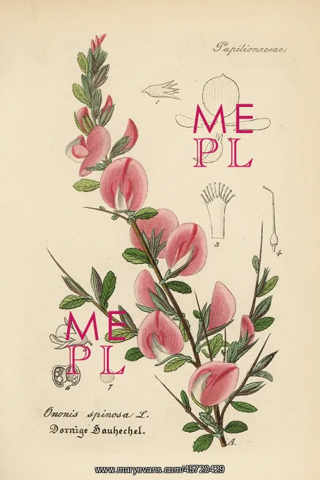: Spiny restharrow, Ononis spinosa : Spiny restharrow, Ononis spinosa