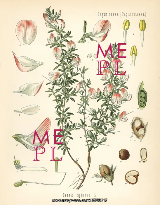  : Spiny restharrow, Ononis spinosa