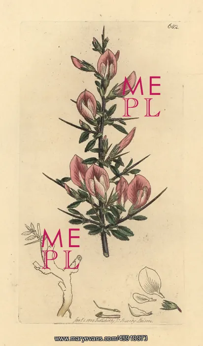 : Spiny restharrow, Ononis spinosa subsp. hircina : Spiny restharrow, Ononis spinosa subsp. hircina