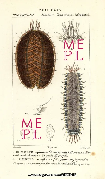 : Spiny scale worm and scaleworm : Spiny scale worm and scaleworm