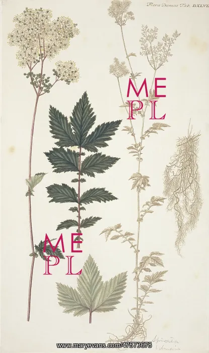 : Spiraea sp : Spiraea sp