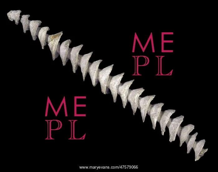 : Spiral axis of Archimedes, bryozoan : Spiral axis of Archimedes, bryozoan
