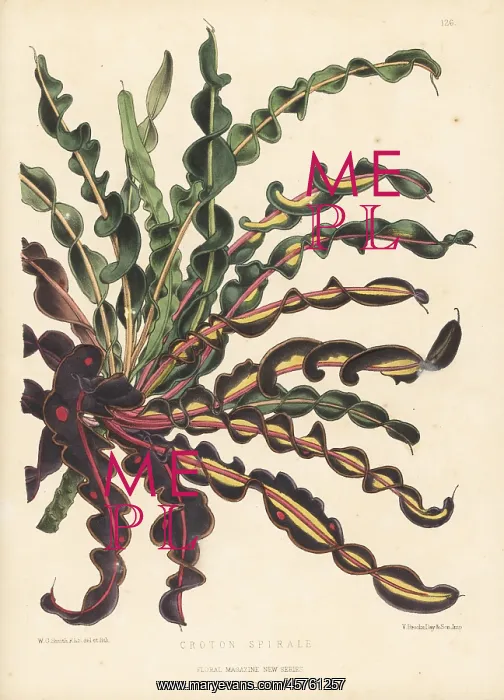 : Spiral croton, Codiaeum variegatum var. spirale : Spiral croton, Codiaeum variegatum var. spirale