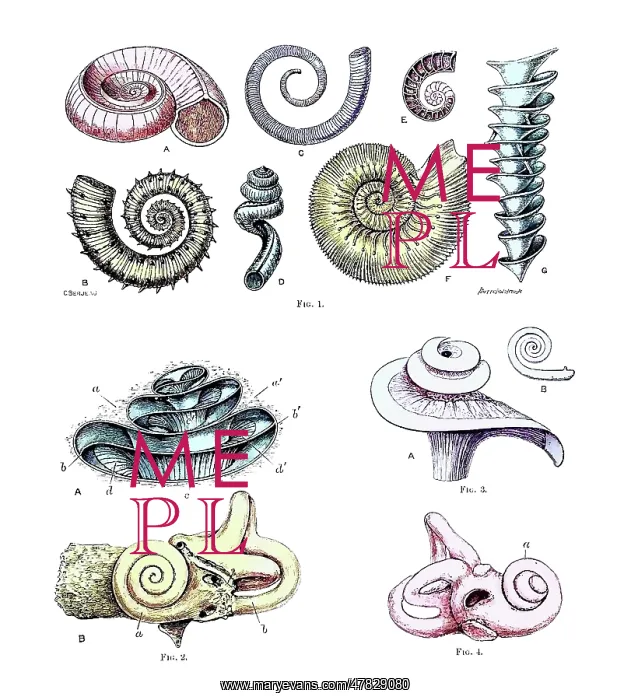  : Spiral Forms in Nature