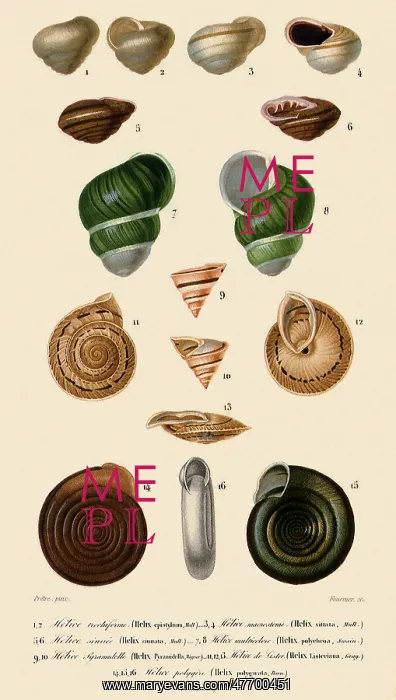  : Spiralled Shells