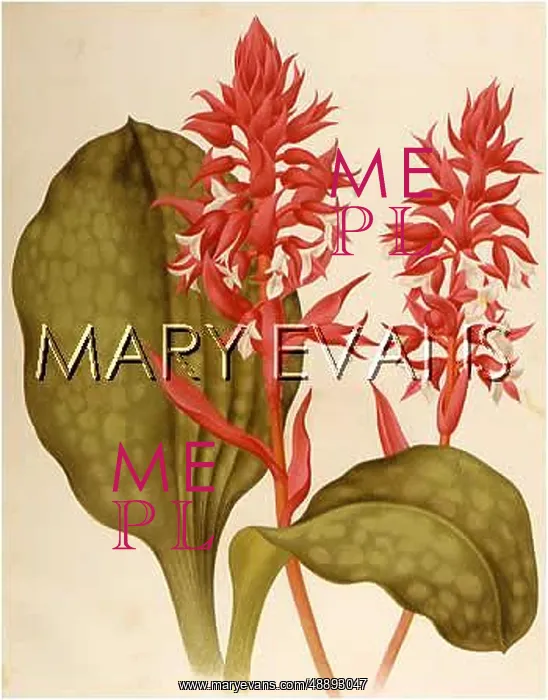 : SPIRANTHES COLORATA : SPIRANTHES COLORATA