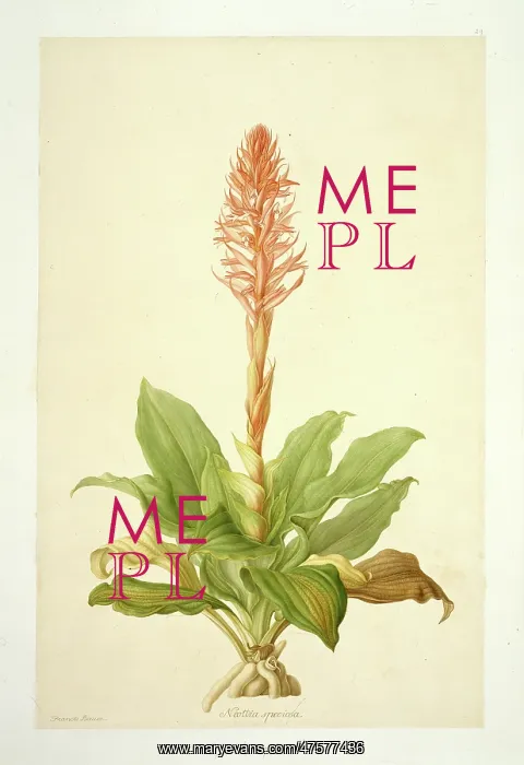 : Spiranthus speciosa, orchid : Spiranthus speciosa, orchid