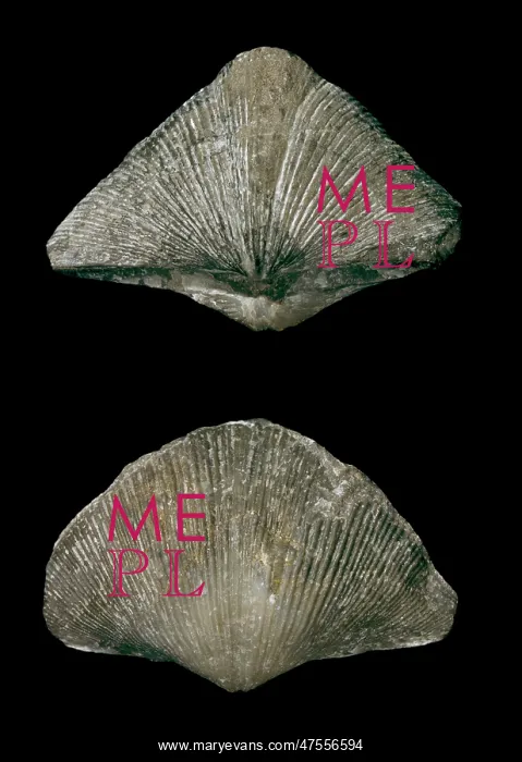 : Spirifer striatus, brachiopod : Spirifer striatus, brachiopod