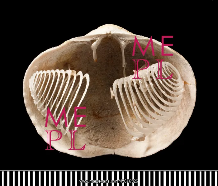 : Spiriferina, a fossil brachiopod : Spiriferina, a fossil brachiopod